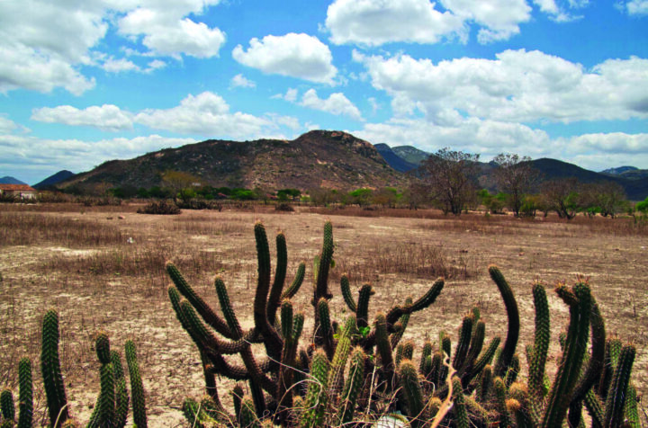 BNB e BNDES lançam edital de R$ 8,8 milhões para reflorestamento da Caatinga