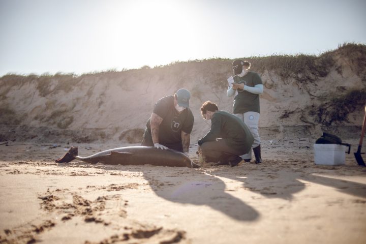 Projetos resgatam animais marinhos e preservam reprodução das tartarugas no RN