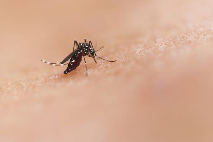 Sob alerta, RN pode registrar epidemia de dengue nos próximos dias